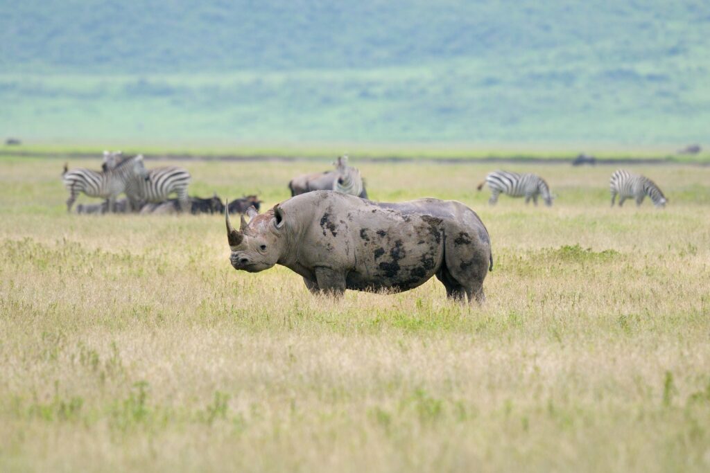 3-Day Luxury Safari Adventure