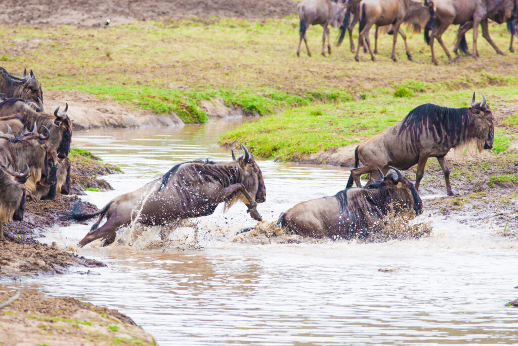 6-Day Shared Lodges Safa4-D4-Day Safari to Arusha, Tarangire, Ngorongoro and Manyaraay Safari to Arusha, Tarangire, Ngorongoro and Manyarari in 6-Day Shared Lodges Safari in Serengeti and Lake Eyasi TourSerengeti and Lake Eyasi Tour