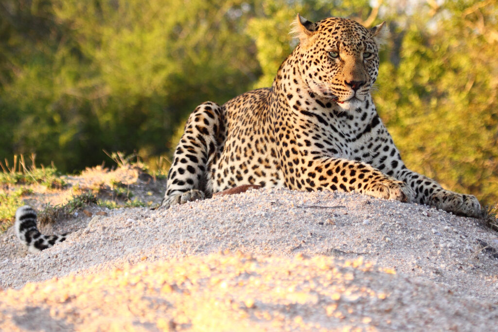 6-Day Wonders of the Great Migration