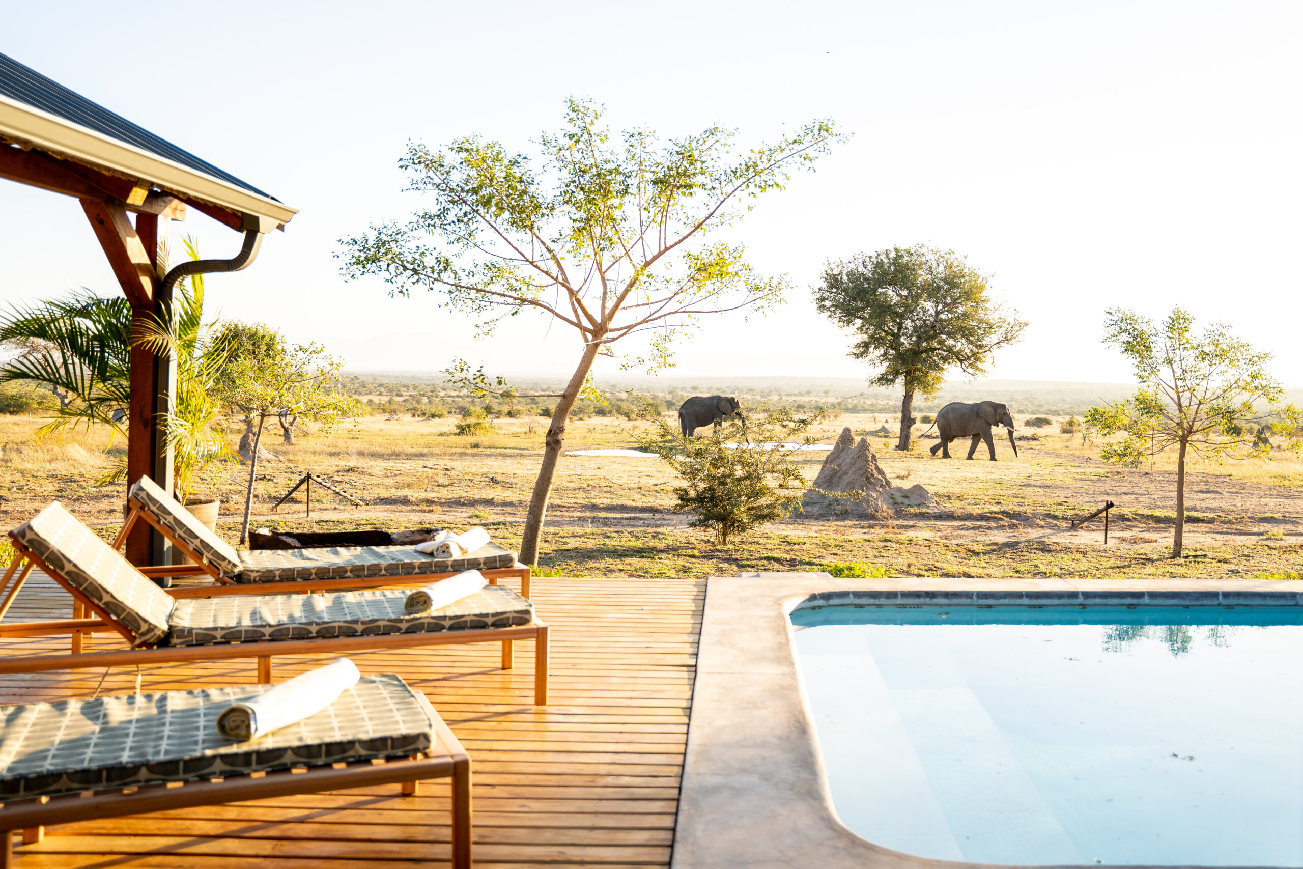 3-Day Affordable Serengeti Wildebeest Calving Season