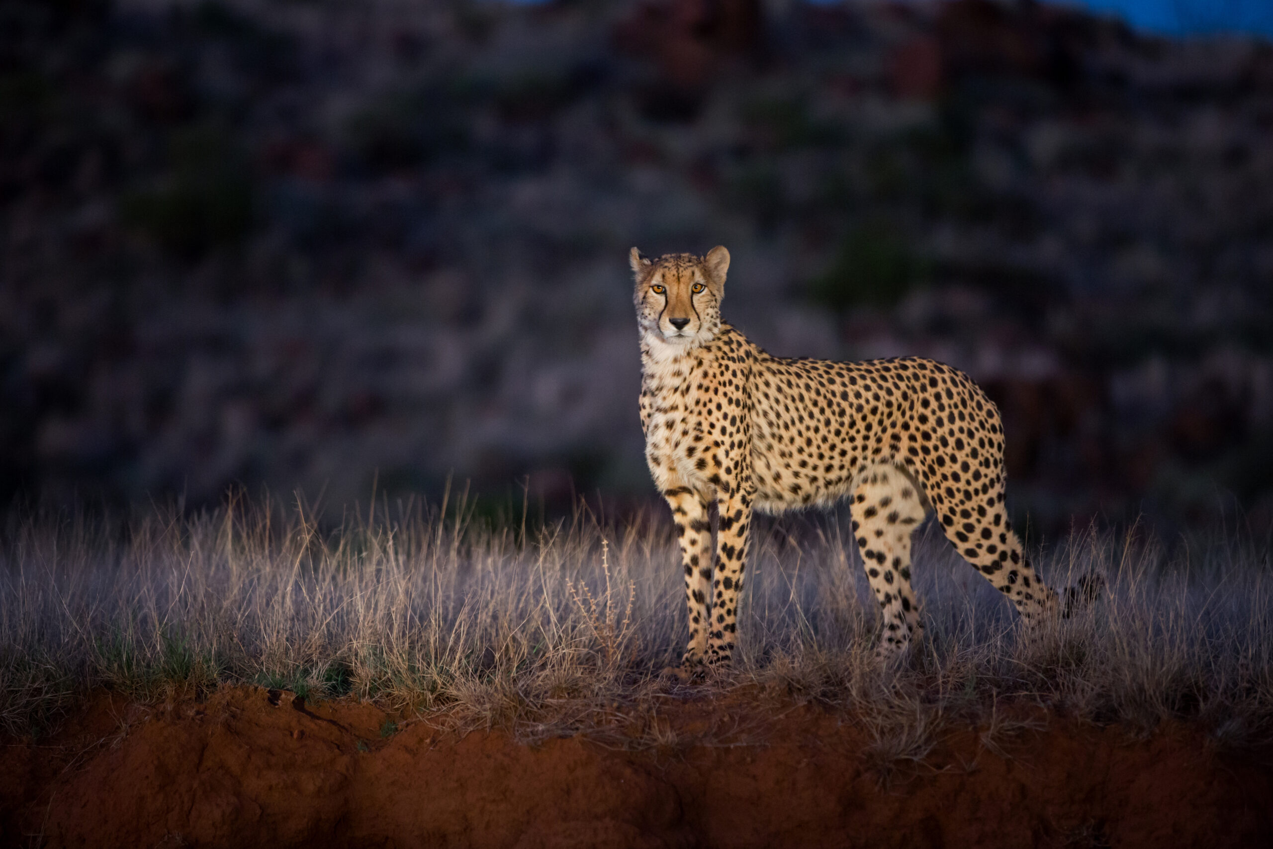 Night Game Drive