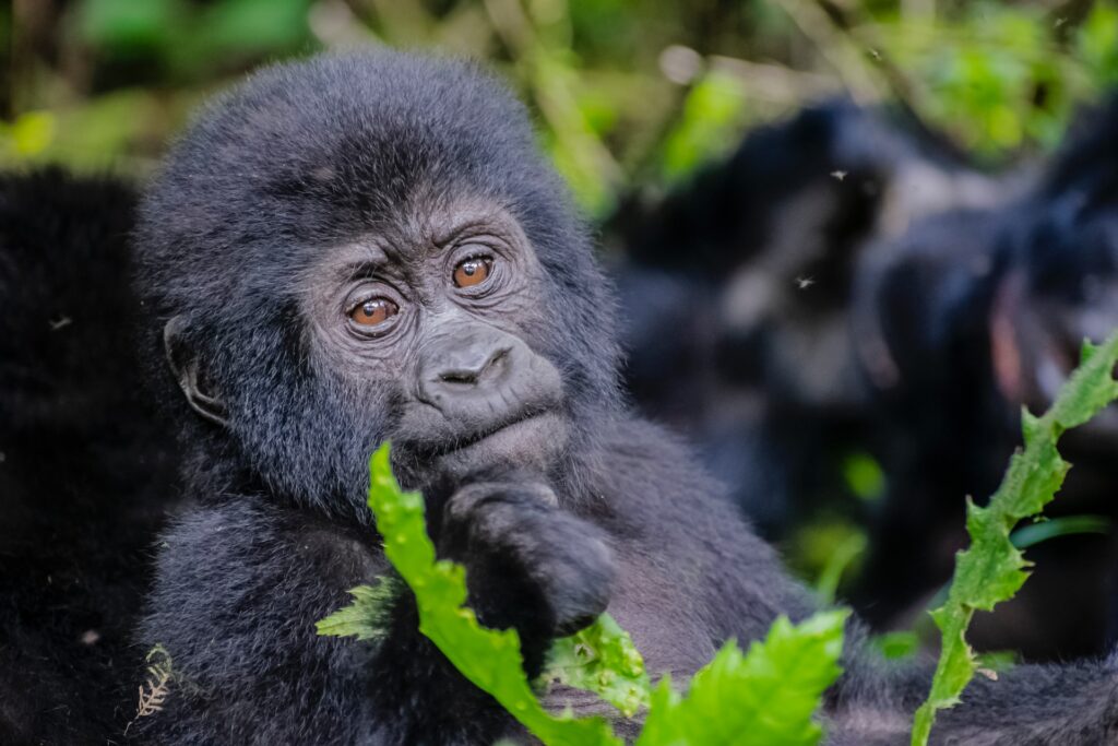 14-Day Kenya, Tanzania & Uganda Gorillas Safari