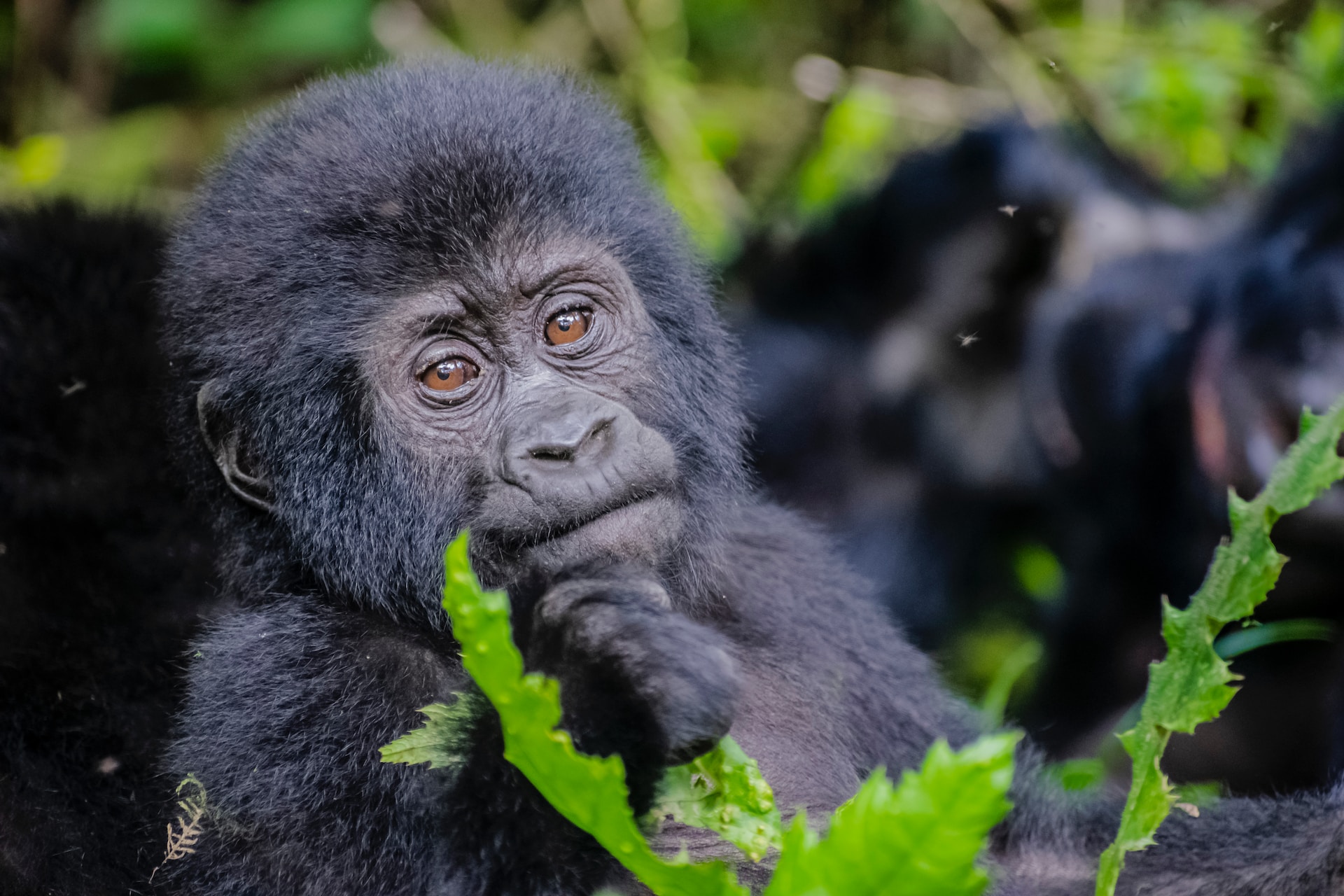 14-Day Kenya, Tanzania & Uganda Gorillas Safari