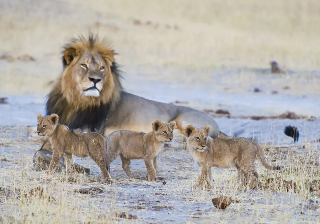 12-Day Kenya & Tanzania Highlights Safari