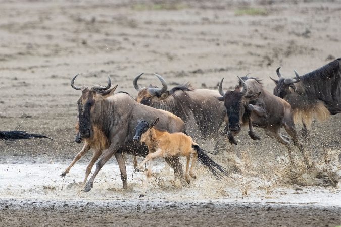 5-Day Ndutu Calving & Ngorongoro Safari