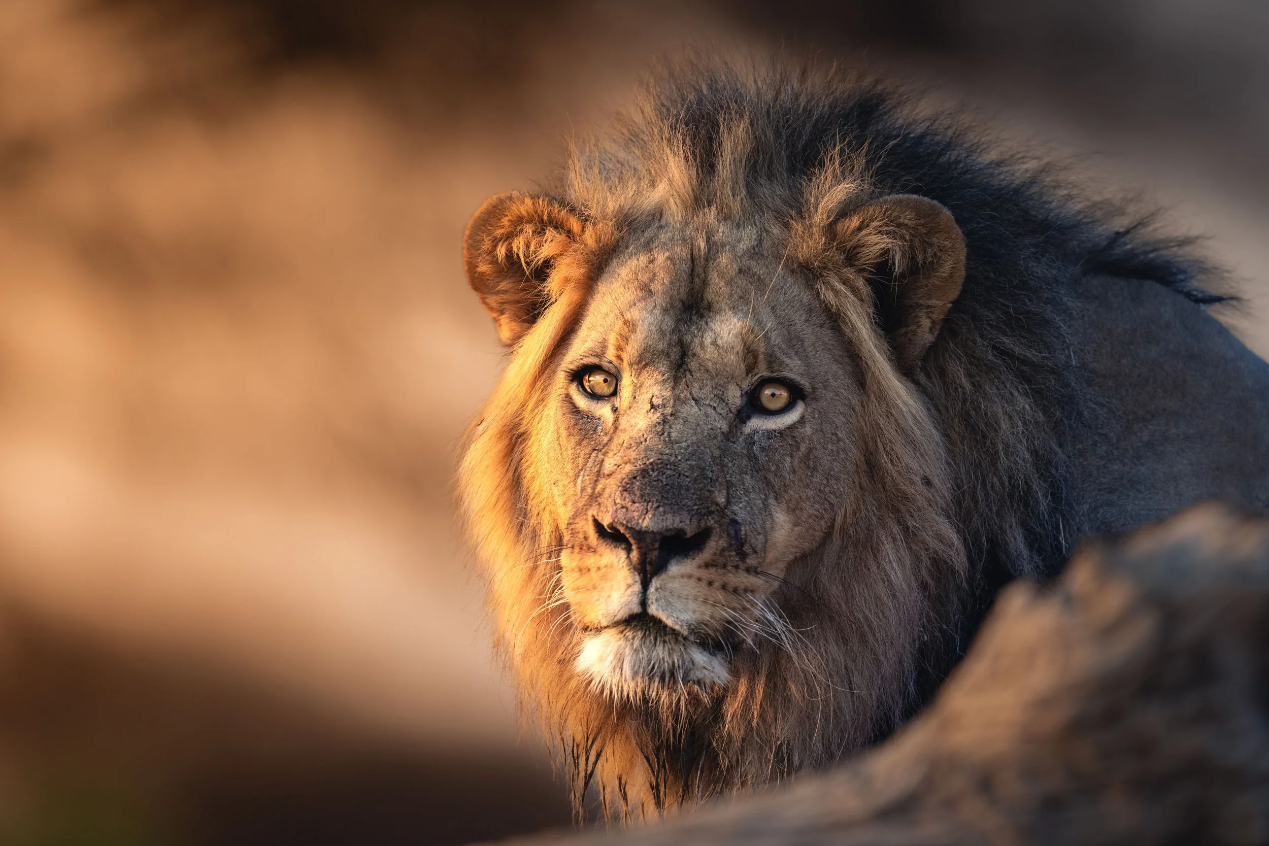 3-Day Serengeti and Ngorongoro Crater – Mid-Tour