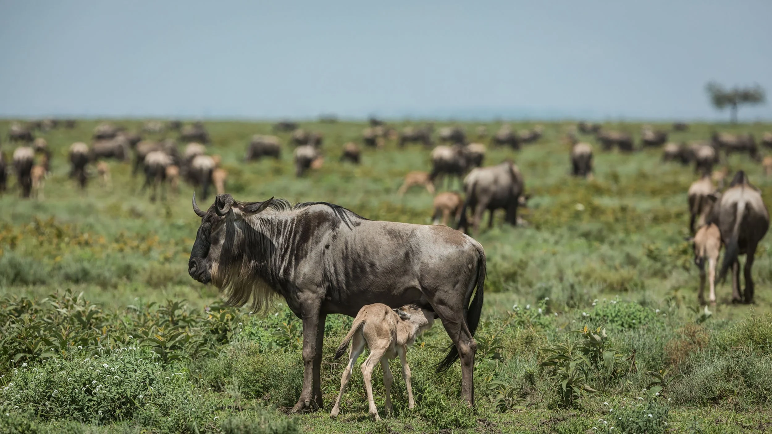 8-Day Ndutu Calving & Green-Season Safari