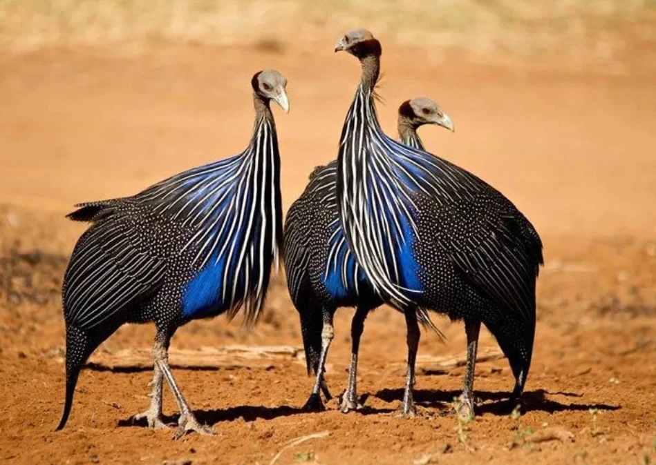 Mkomazi National Park