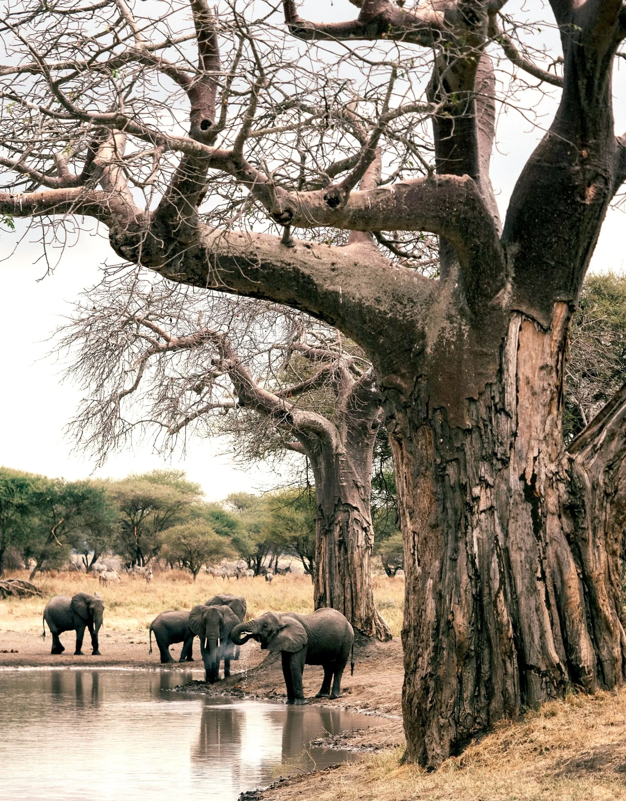 Tarangire National Park