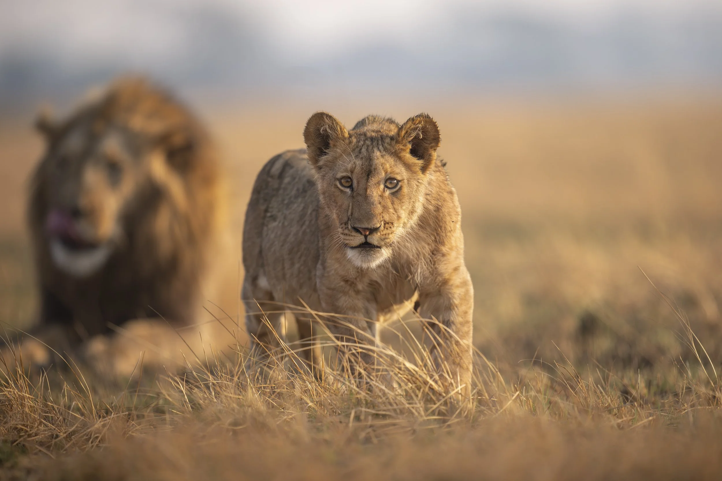 2-Day Tarangire & Lake Manyara Safari from Zanzibar