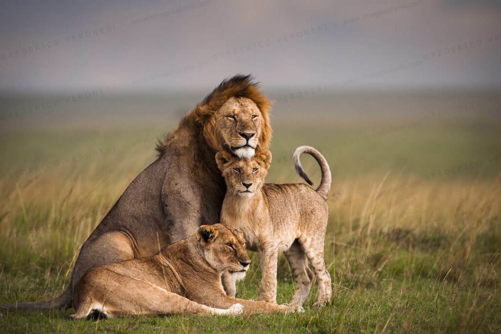 5-Day Private Honeymoon Safari
