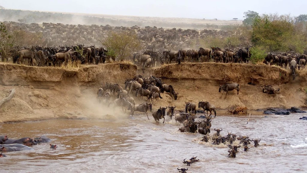6-Day Mara River Fly-In Safari