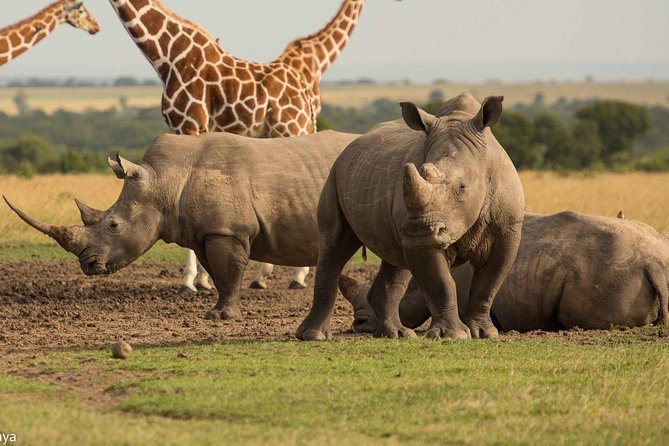 3-Day Midrange Serengeti & Ngorongoro Crater Safari