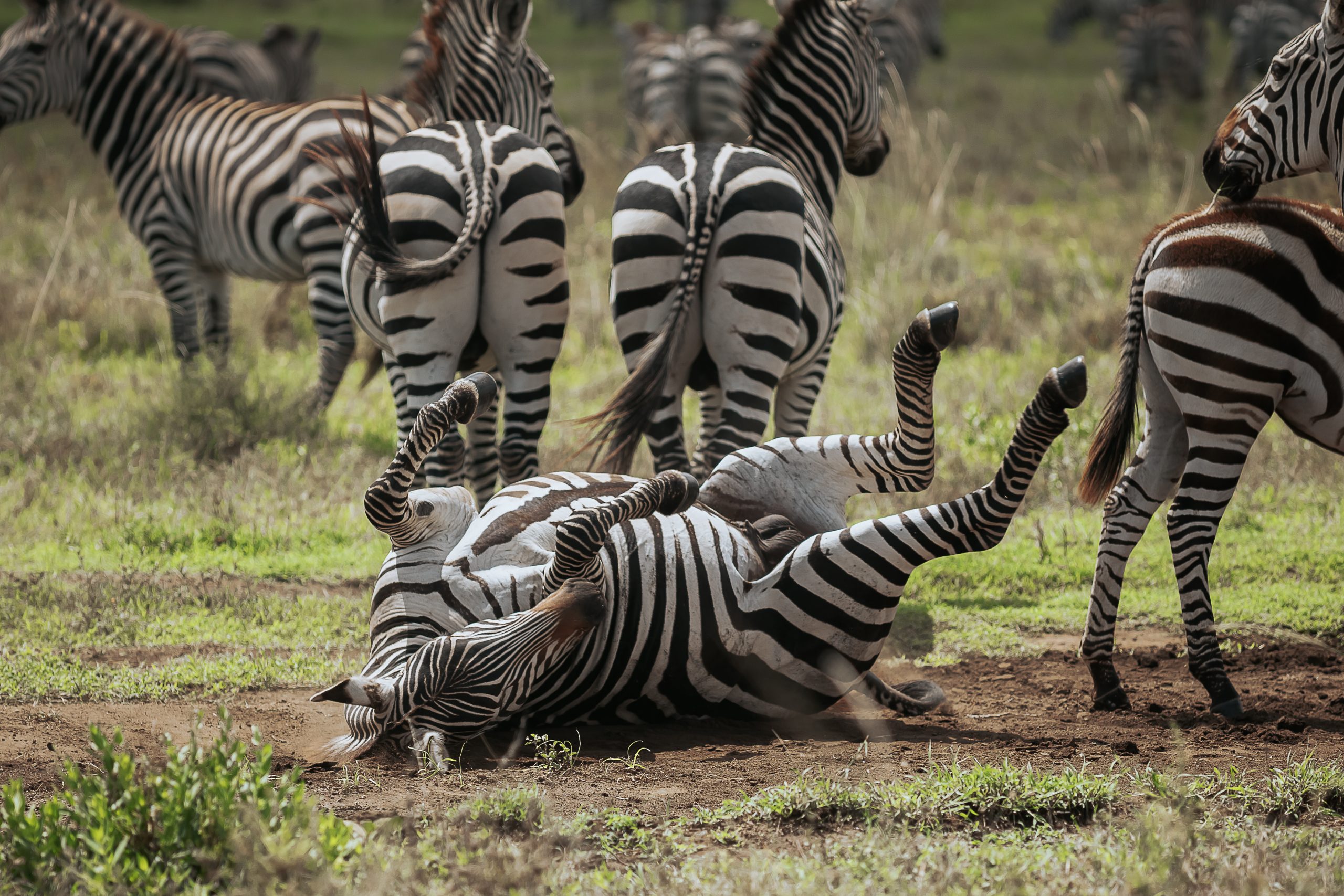 Mkomazi National Park