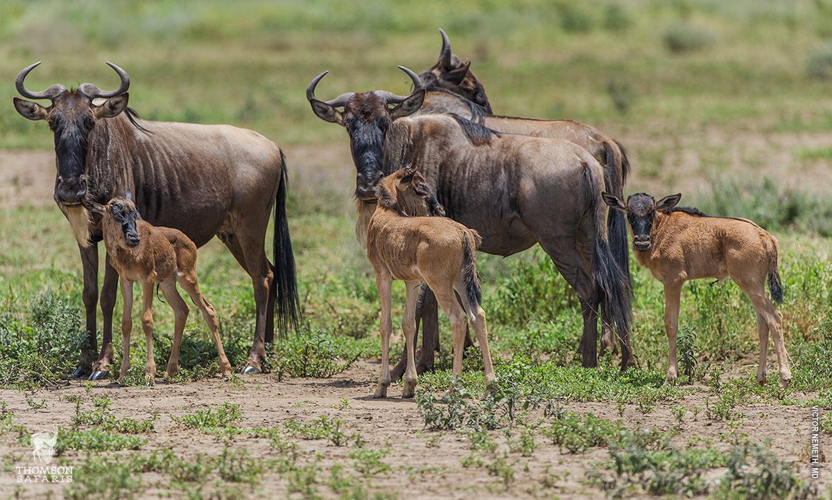 7-Day Tanzania Northern Circuit Safari