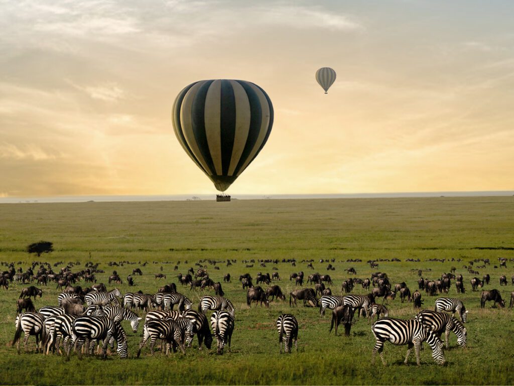 Honeymoon Safari