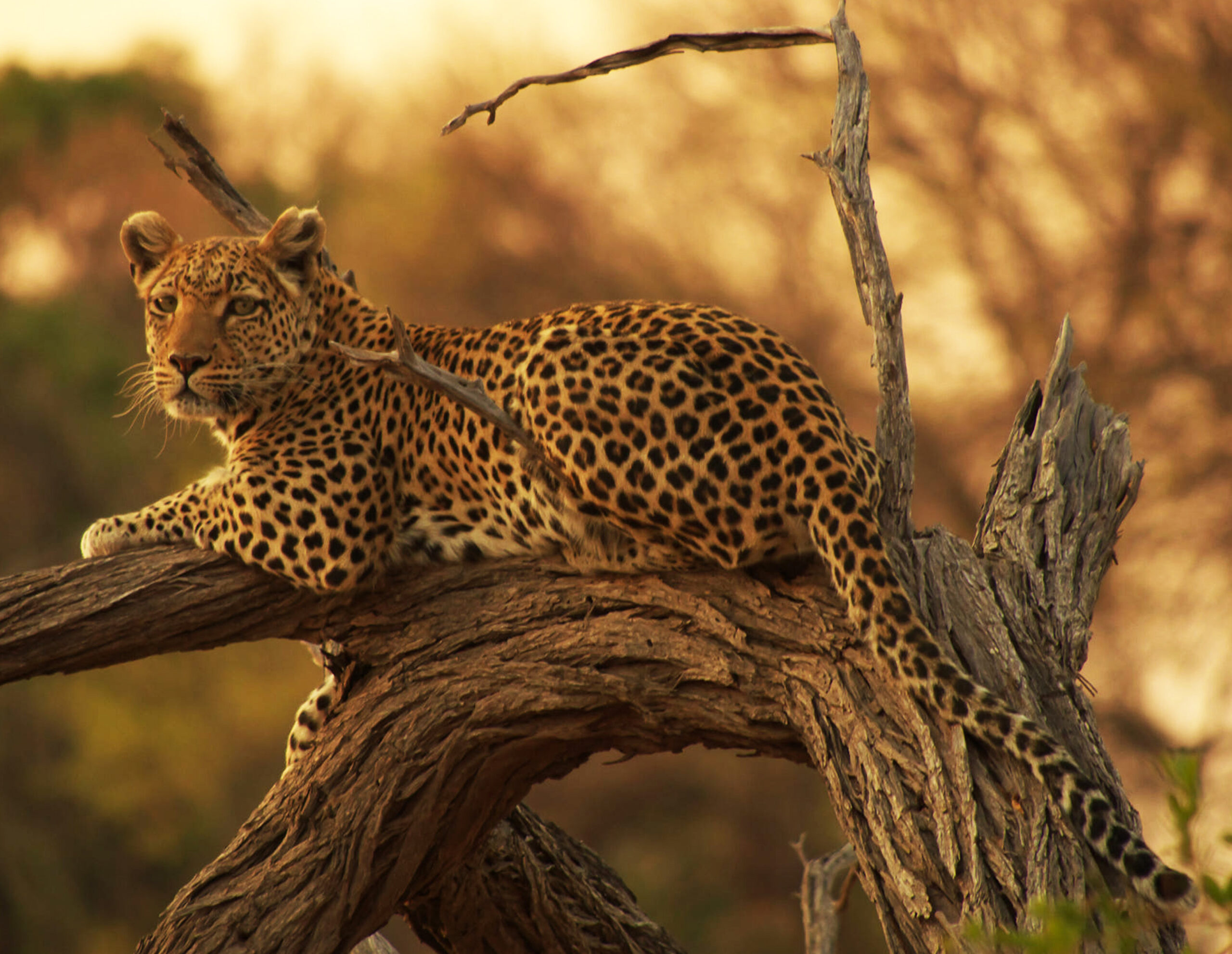 5-Day Tanzania Safari Serengeti Migration and Big Five