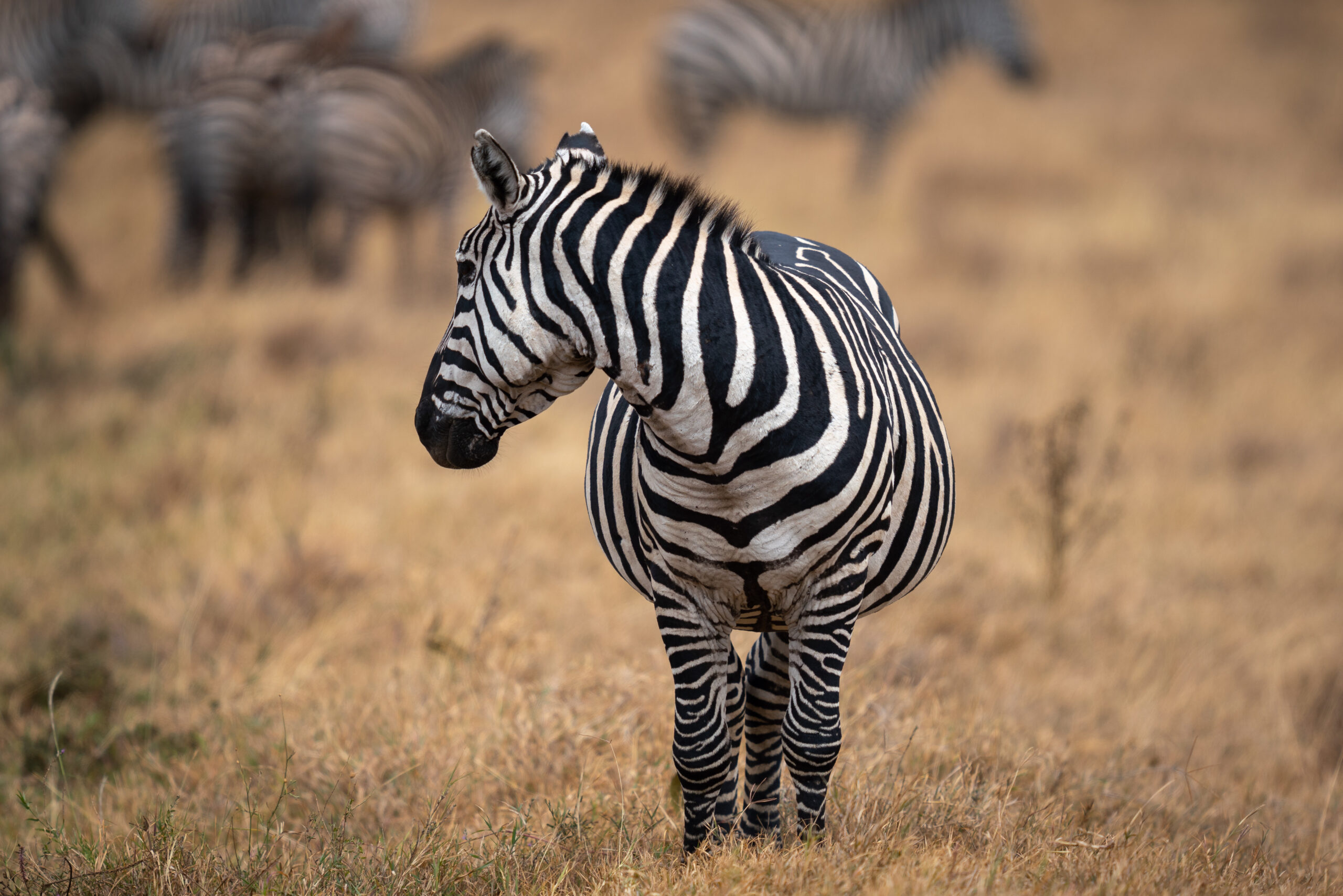 Silale Swamp Safari Guide