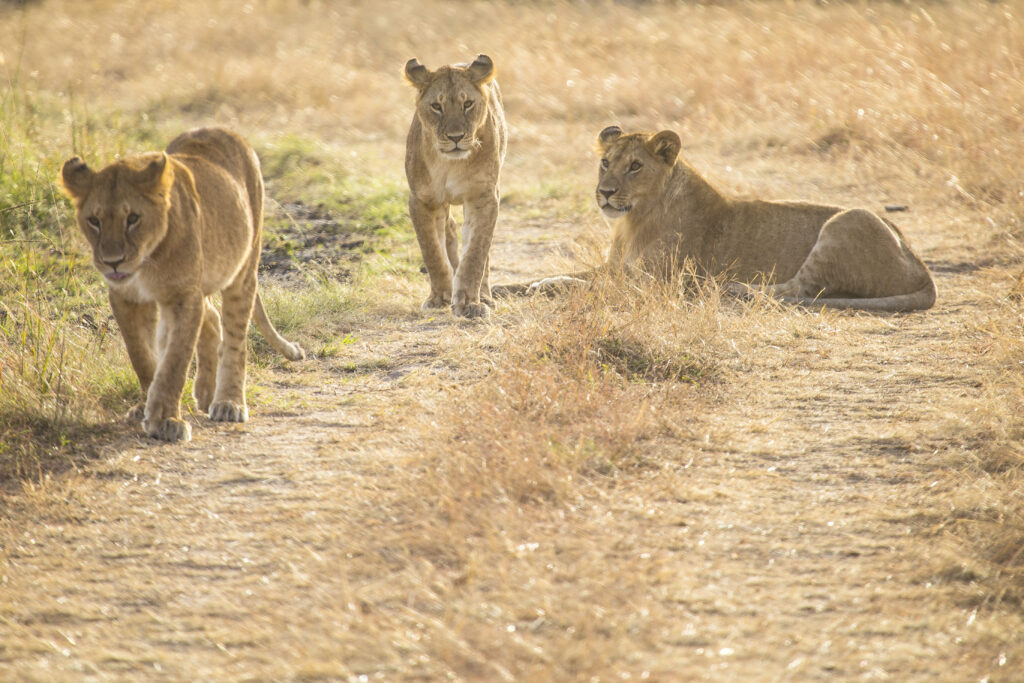 7-Day Kenya Big Five: Ol Pejeta & Masai Mara