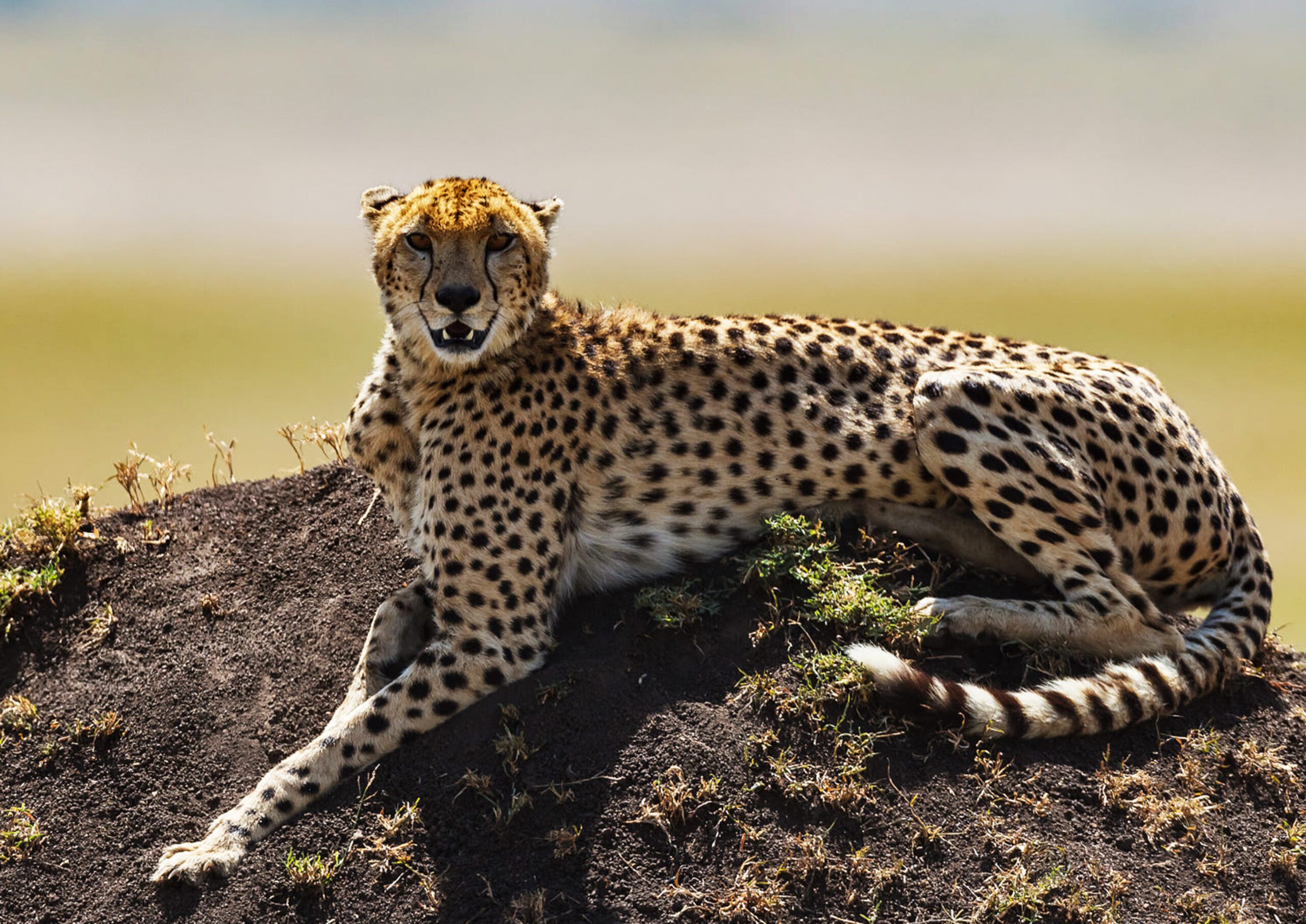 5-Day Tarangire, 2 Nights Serengeti & Ngorongoro Premium