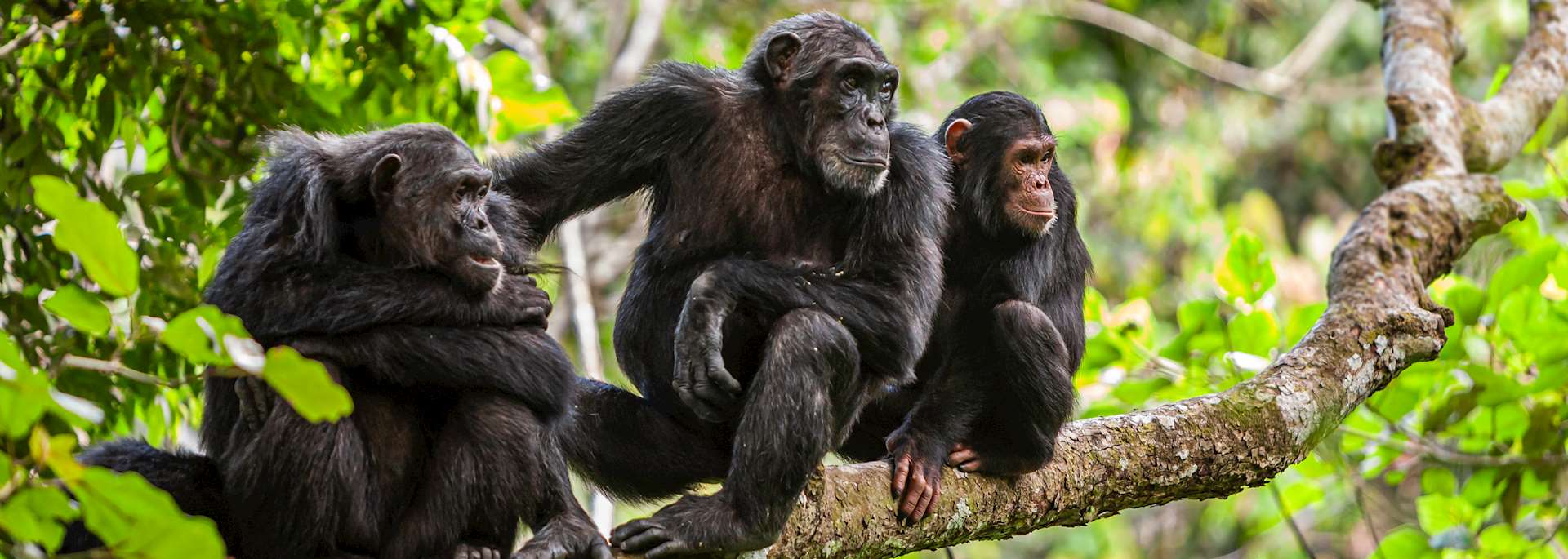 9-Day Katavi & Mahale Chimpanzee Fly-in Safari