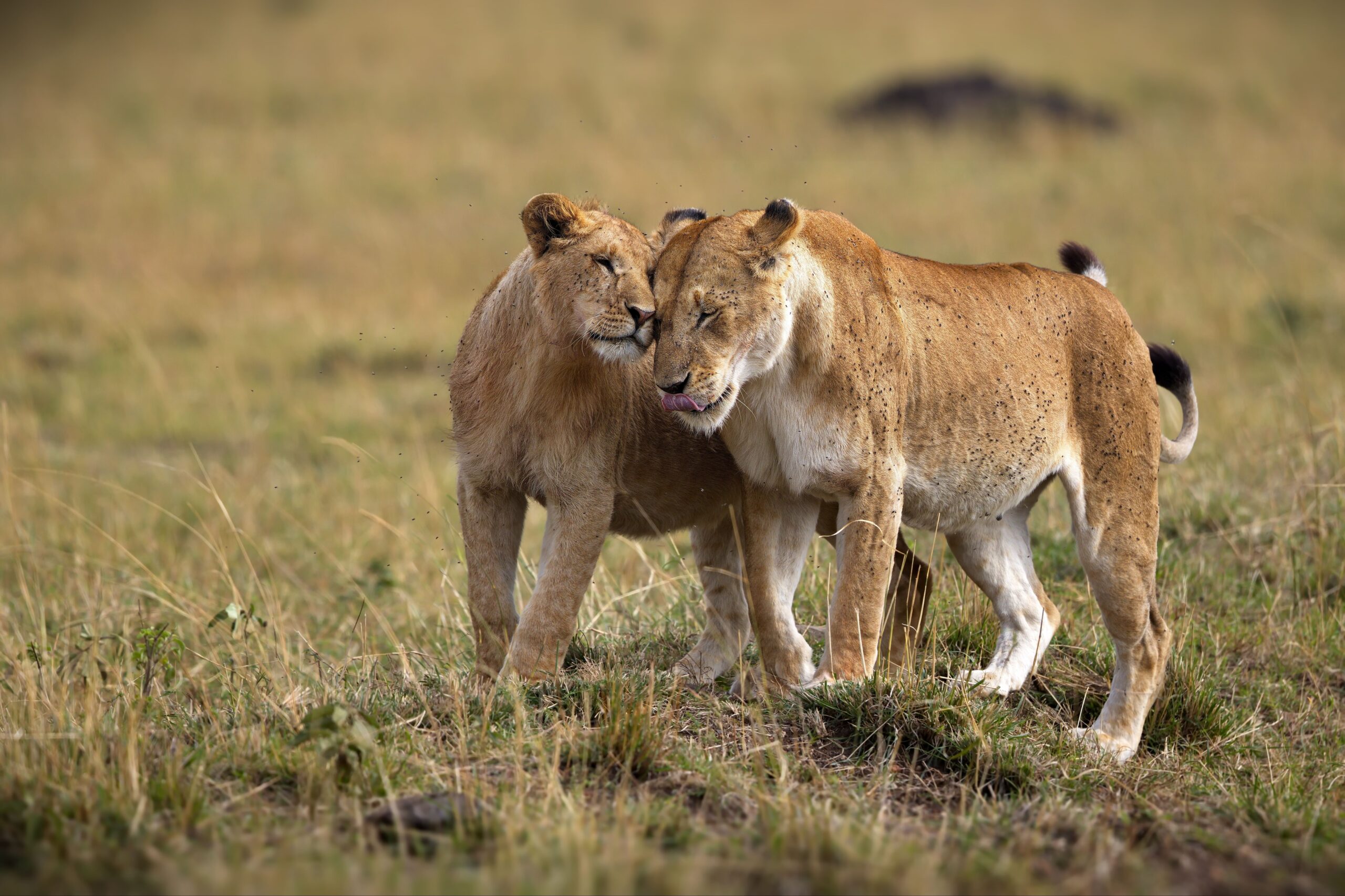 7-Day Kenya Big Five: Ol Pejeta & Masai Mara
