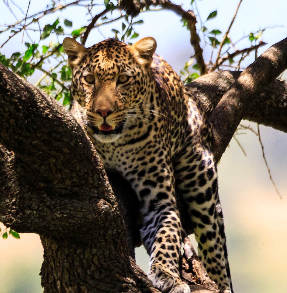 4-Day Fly in Mid Range Safari to Serengeti and Ngorongoro