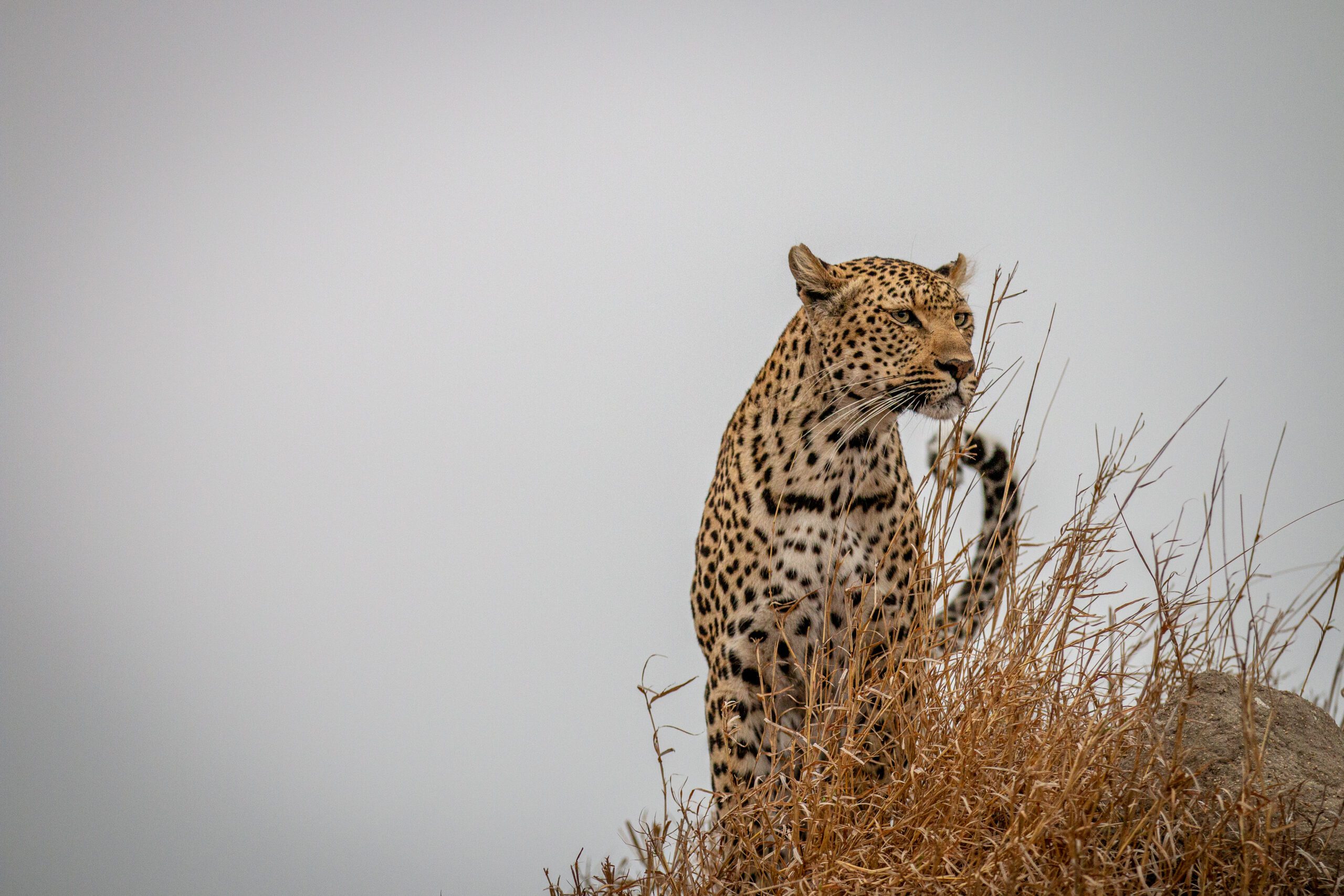7-Day Northern Serengeti Migration Safari