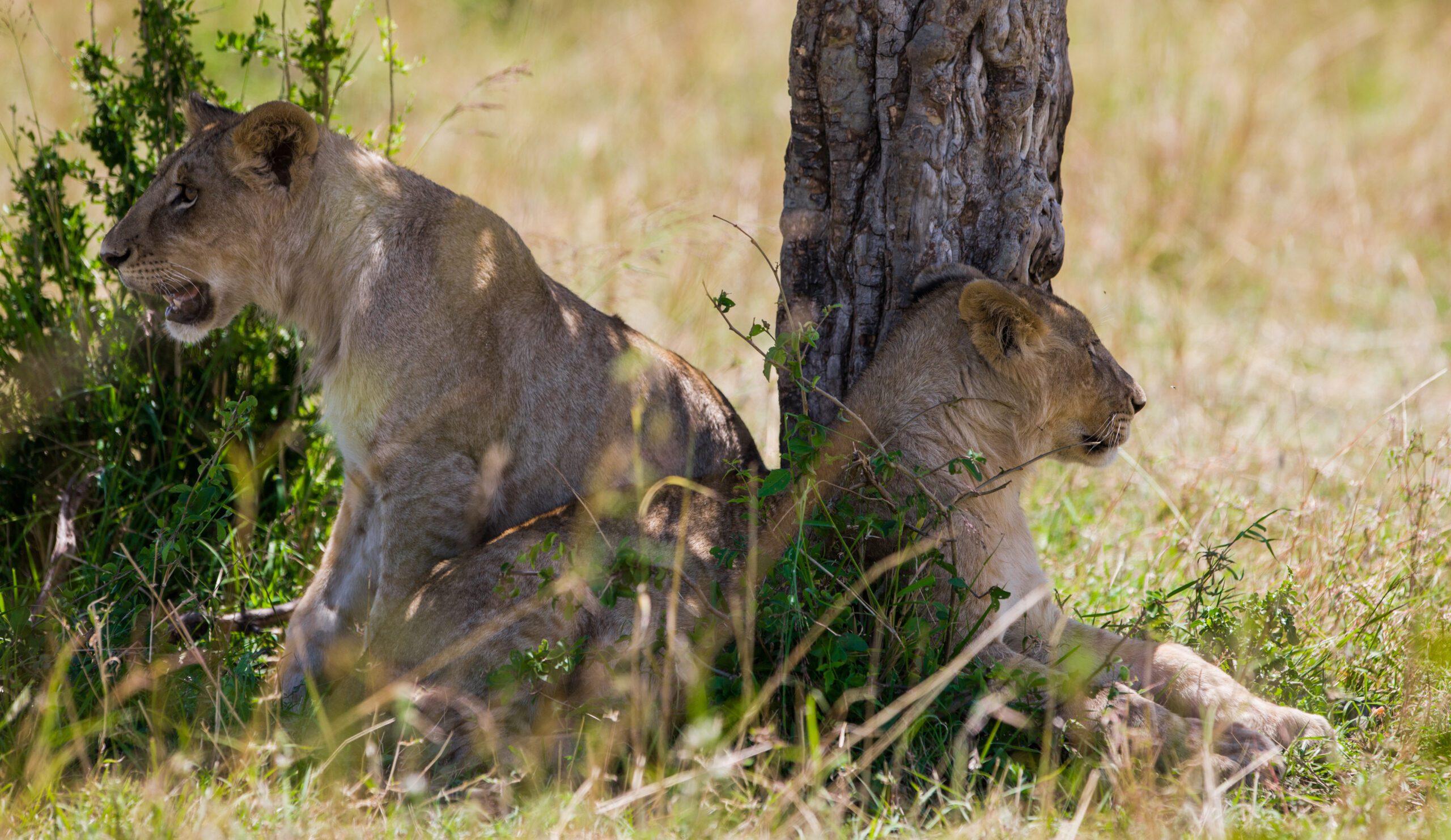 Silale Swamp Safari Guide