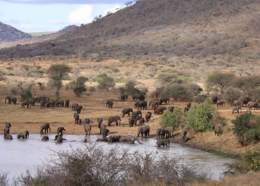 4-Day Arusha and Mkomazi national park – Rhino Sanctuary