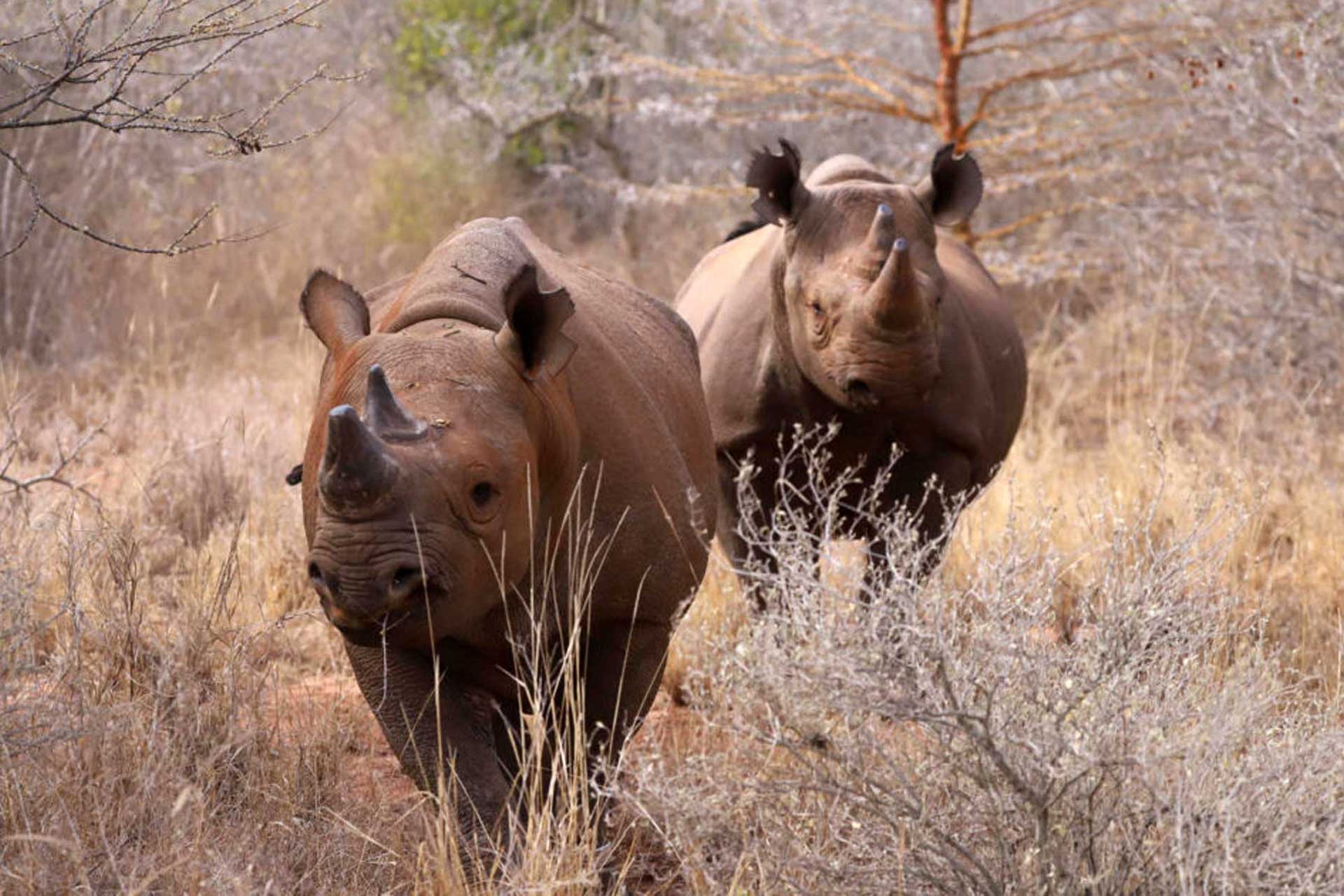 Mkomazi National Park