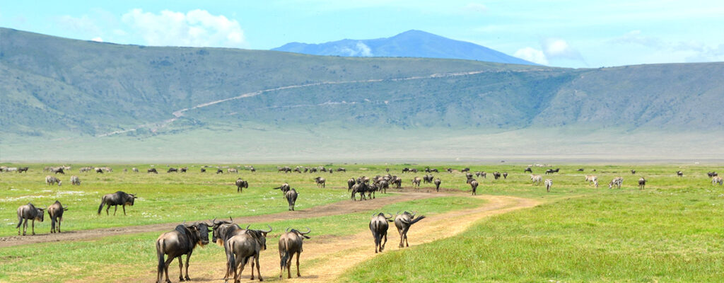 Ngorongoro Crater Day Trip