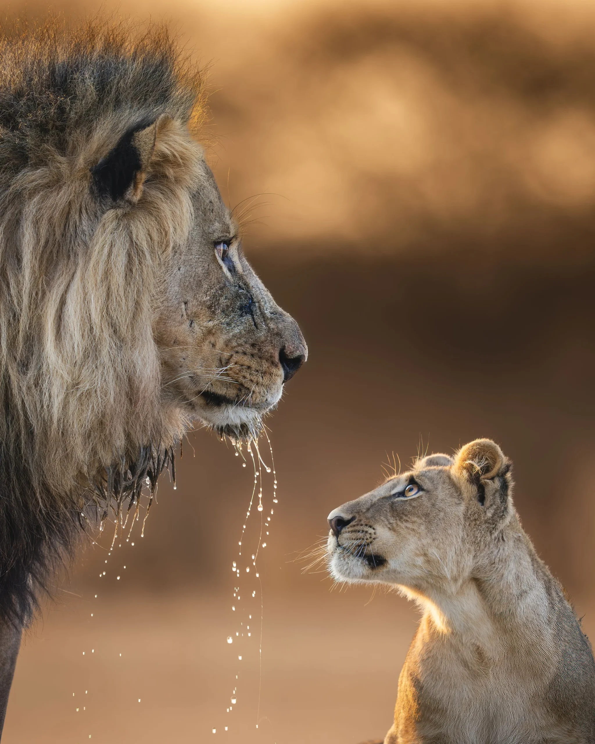Photography Safari