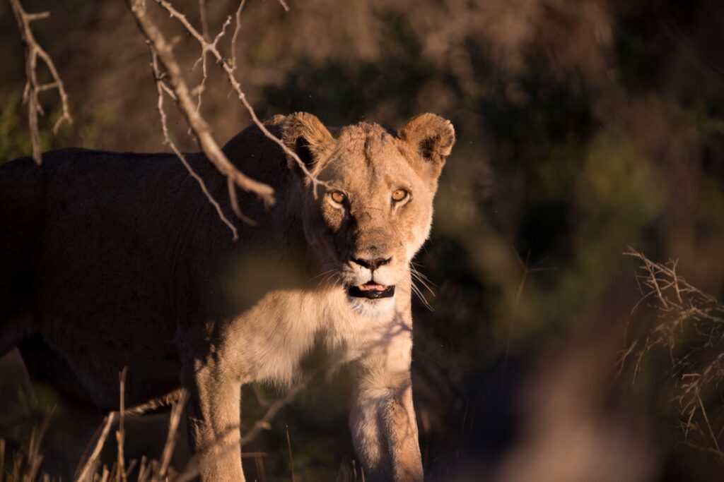 2-Day Tarangire & Lake Manyara Safari from Zanzibar