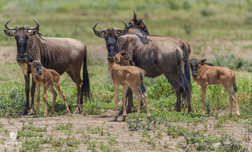 8-Day Ndutu Calving & Green-Season Safari