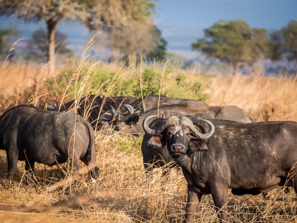Silale Swamp Safari Guide