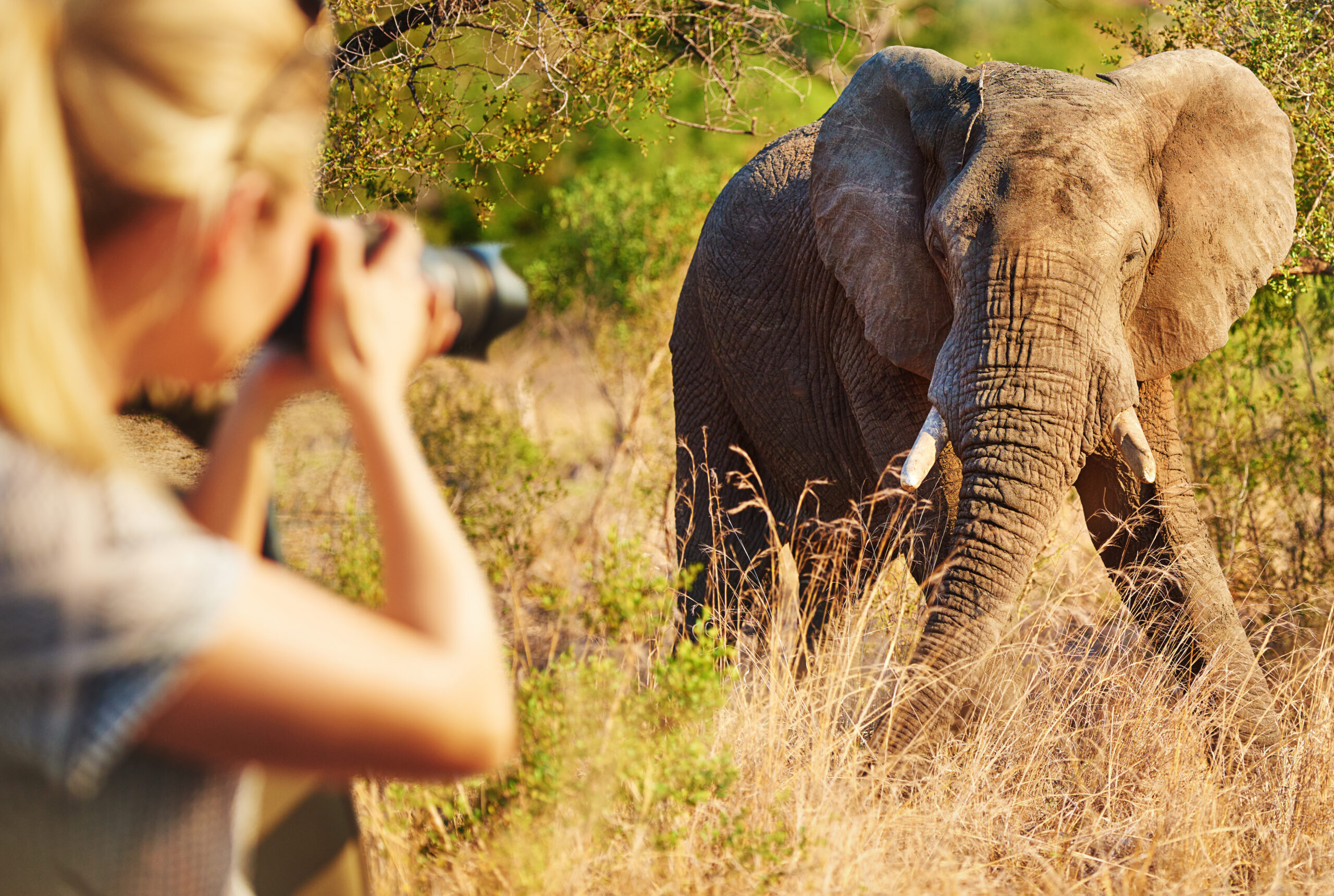 Silale Swamp Safari Guide