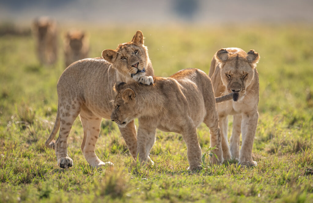 10-Day Fly-in Tarangire, Manyara & Northern Serengeti