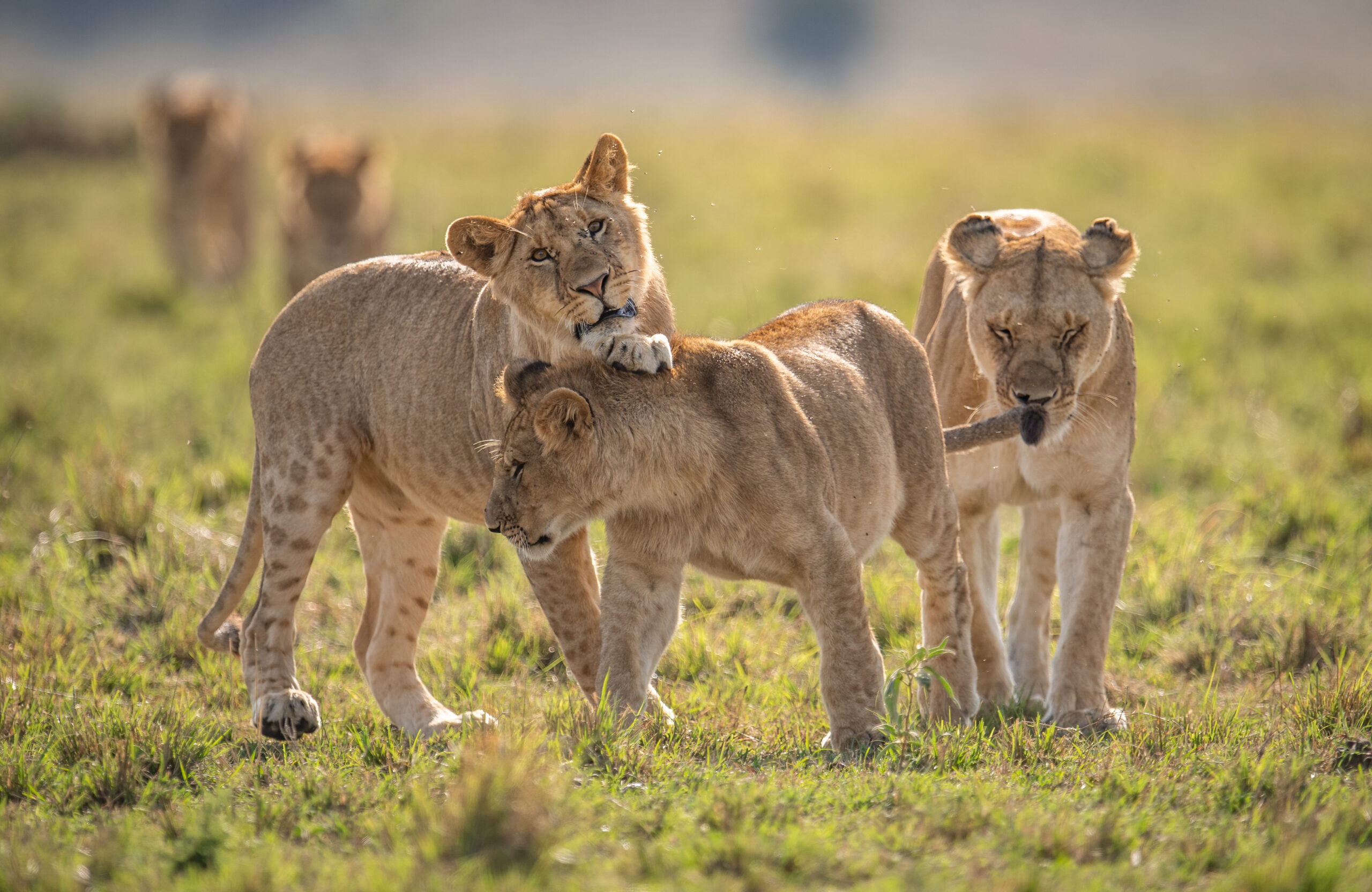 10-Day Fly-in Tarangire, Manyara & Northern Serengeti
