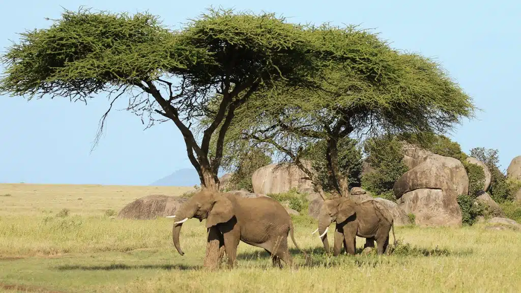 Olkarien Gorge Safari Guide