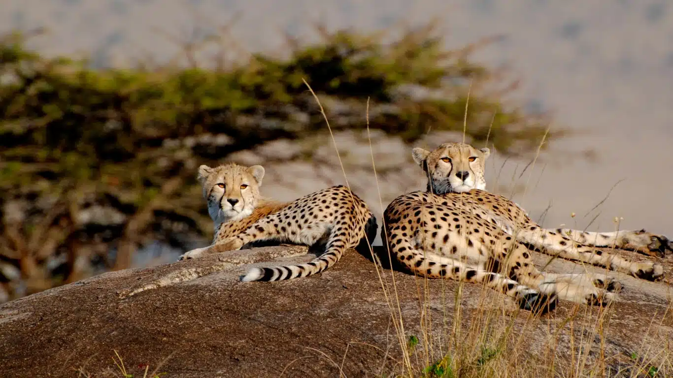 Lobo Valley Safari Guide