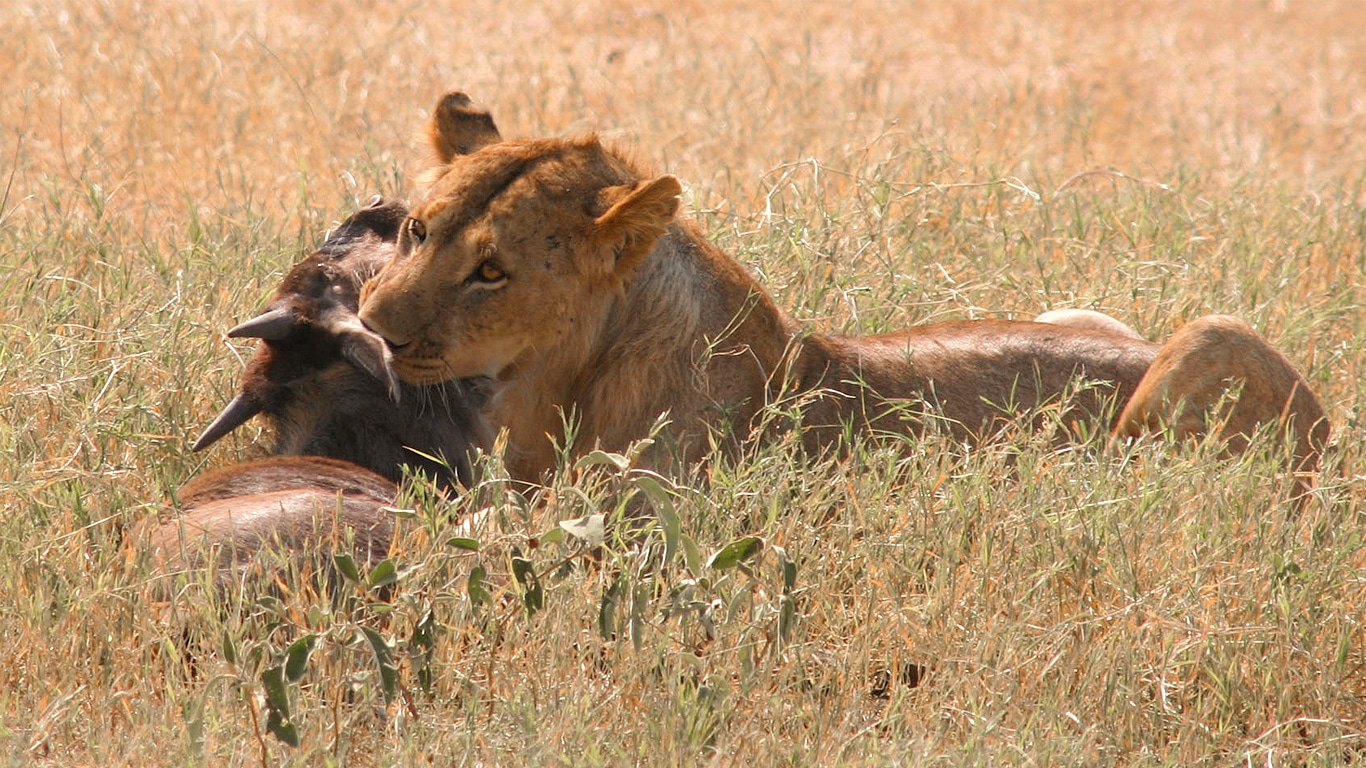 2-Day Ngorongoro Crater Safari from Zanzibar