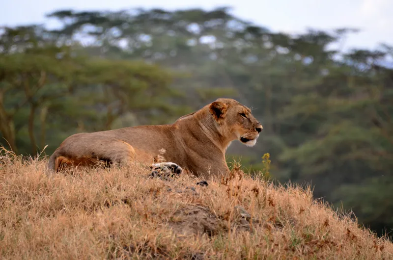 Lemuta Hill & Waterhole Safari Guide