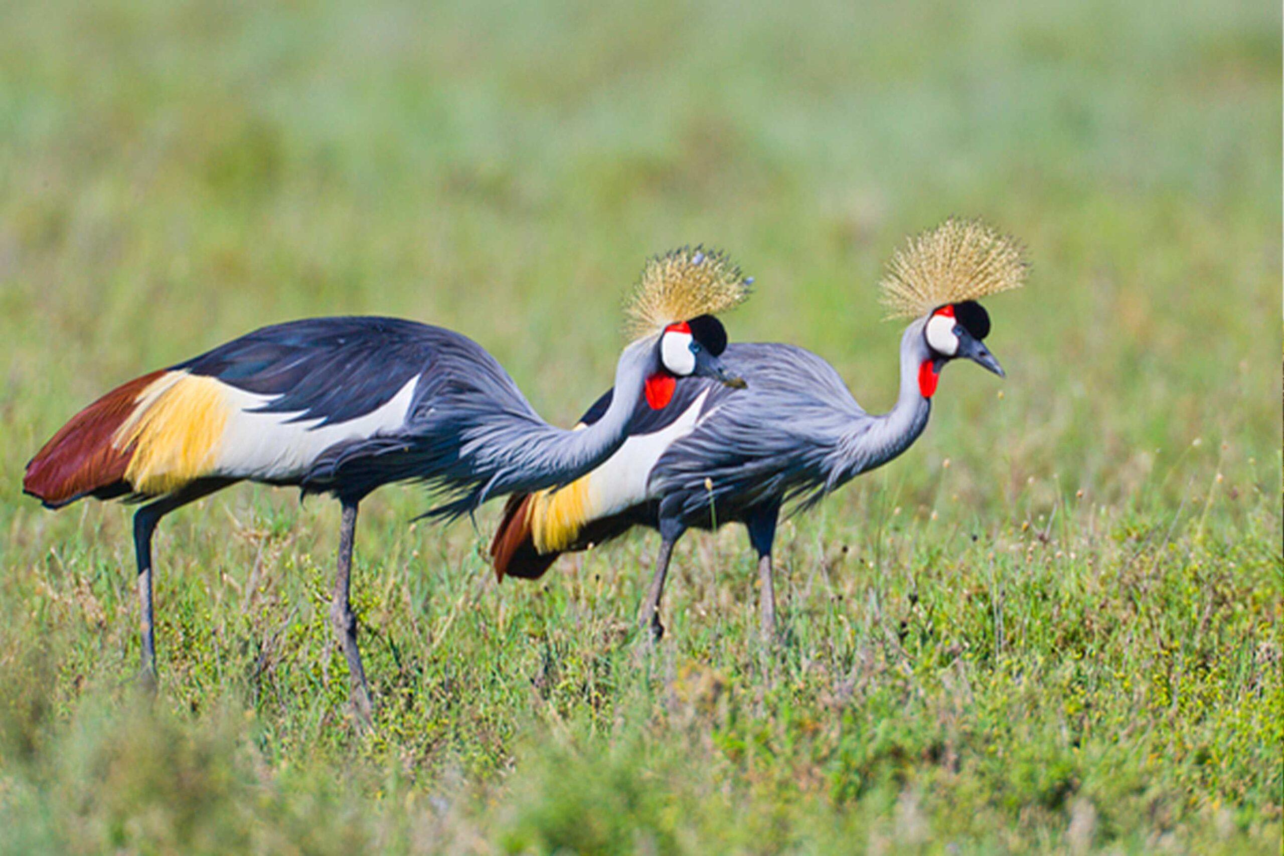 Nyerere National Park Extension from Dar