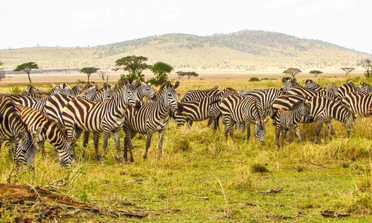 Lemuta Hill & Waterhole Safari Guide