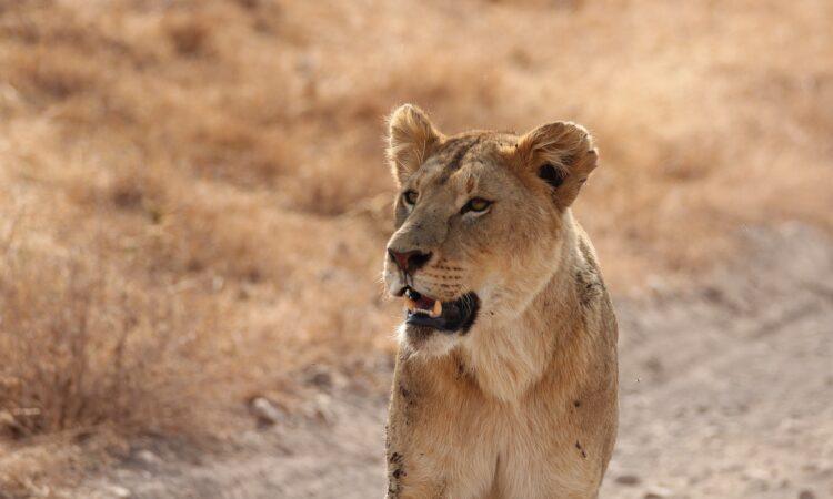 Central Serengeti Safari Guide