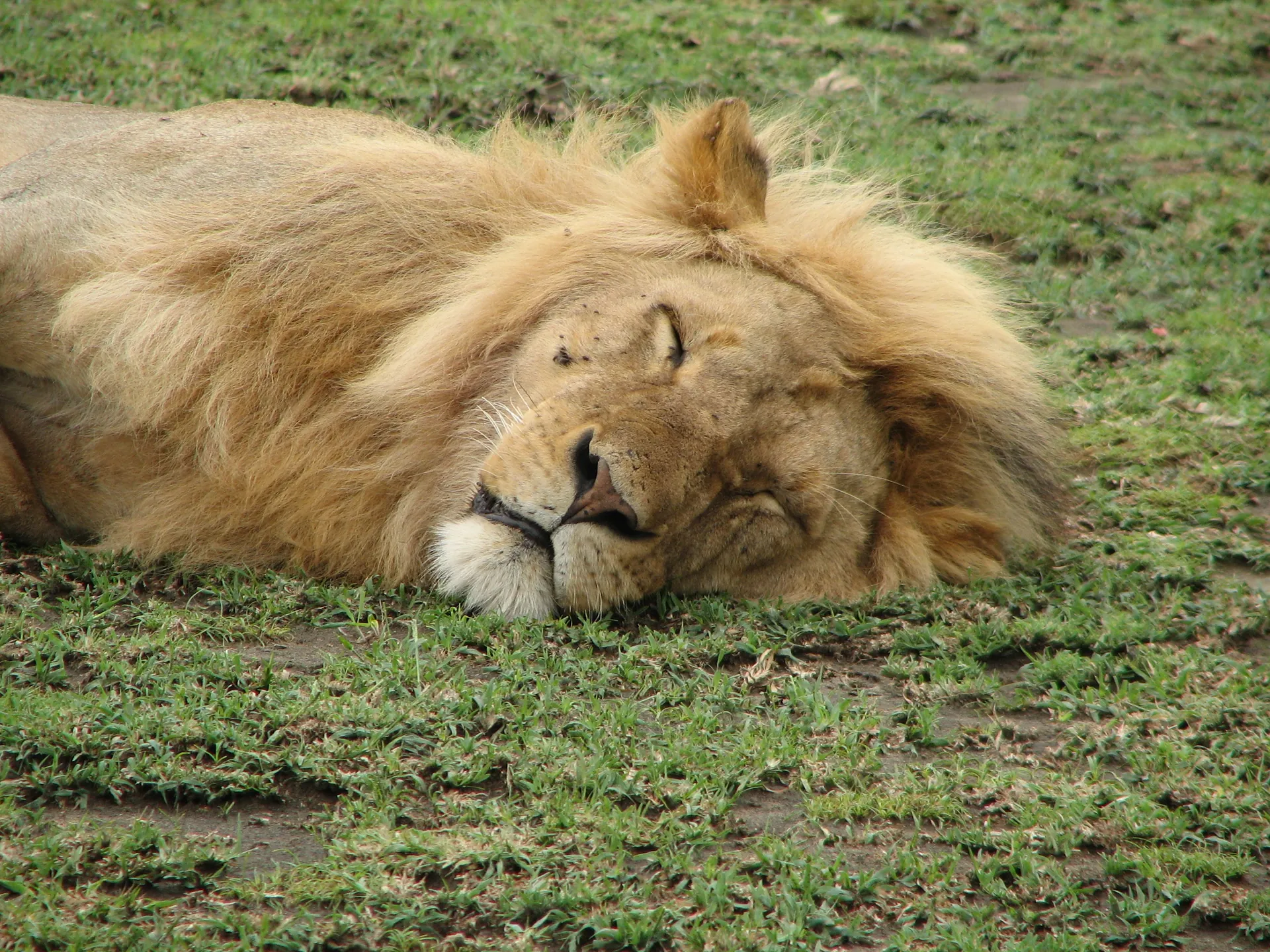 Matiti Plains Safari Guide