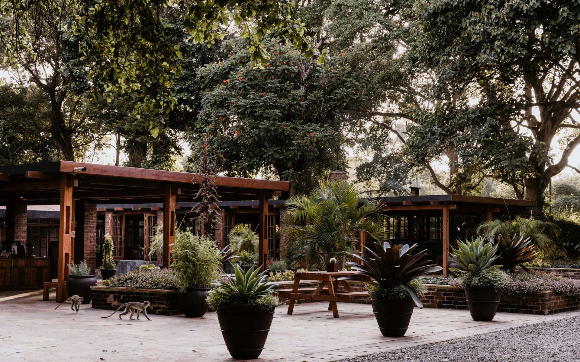 Arusha Coffee Farm & Local Lunch Experience