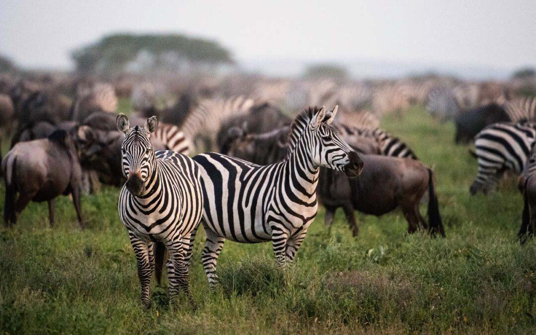 Lemuta Hill & Waterhole Safari Guide