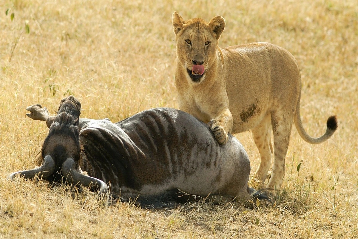 Bologonja Springs Safari Guide
